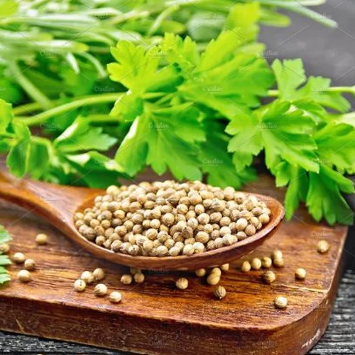 Coriander