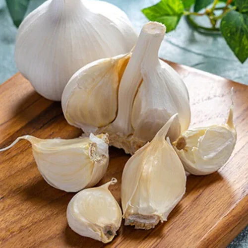 Garlic